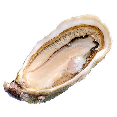 Ostra Gouthier Fine de Claire
