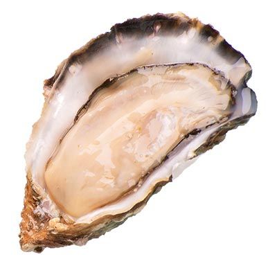 Ostra Gouthier Utah n5